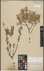 Foto von Salix repens L. x Salix viminalis L.